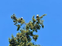 Wow! Two bald eagles!