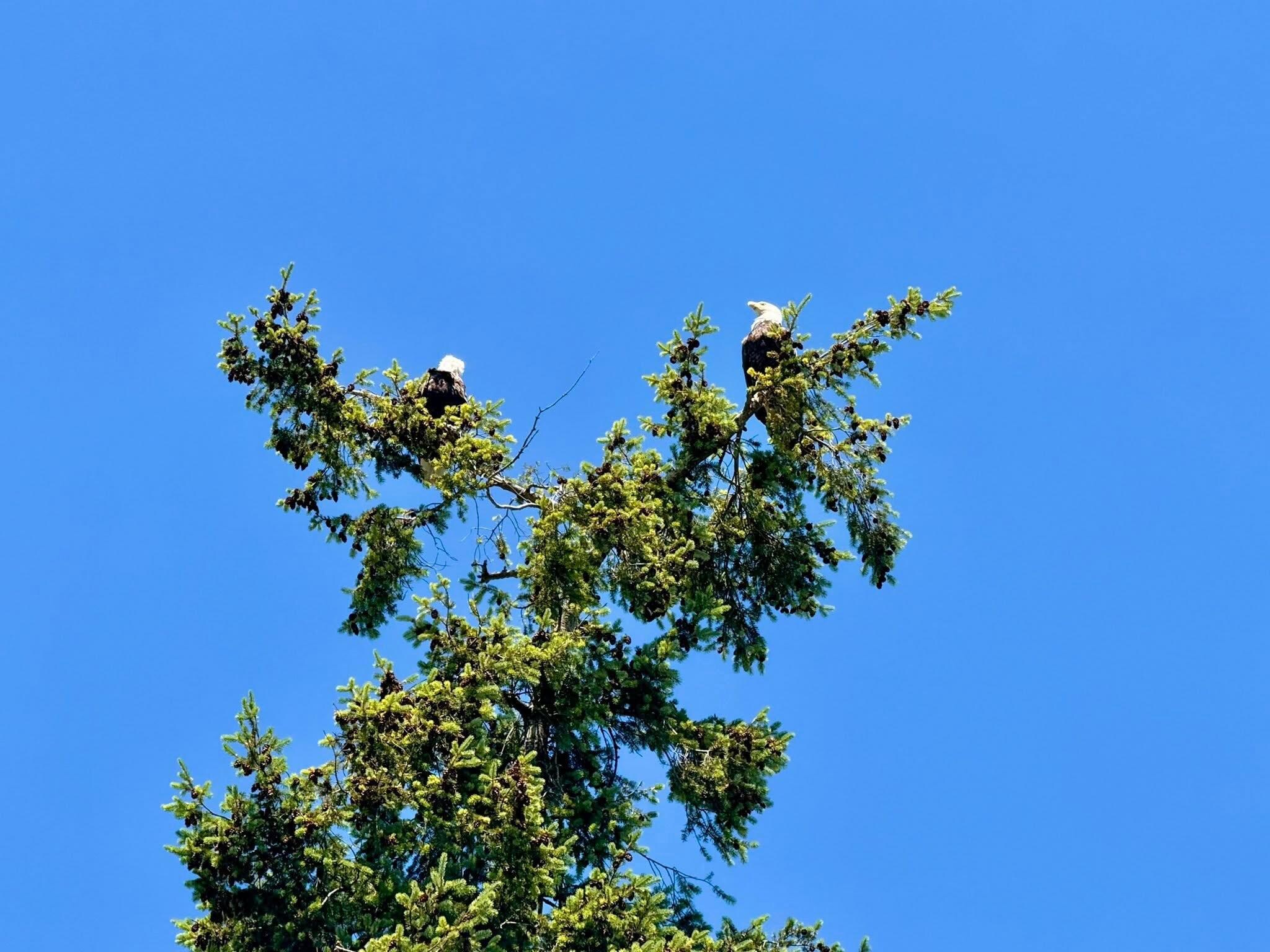 Wow! Two bald eagles!