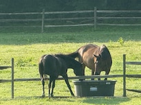 Pony & horse in morning view from upper deck.