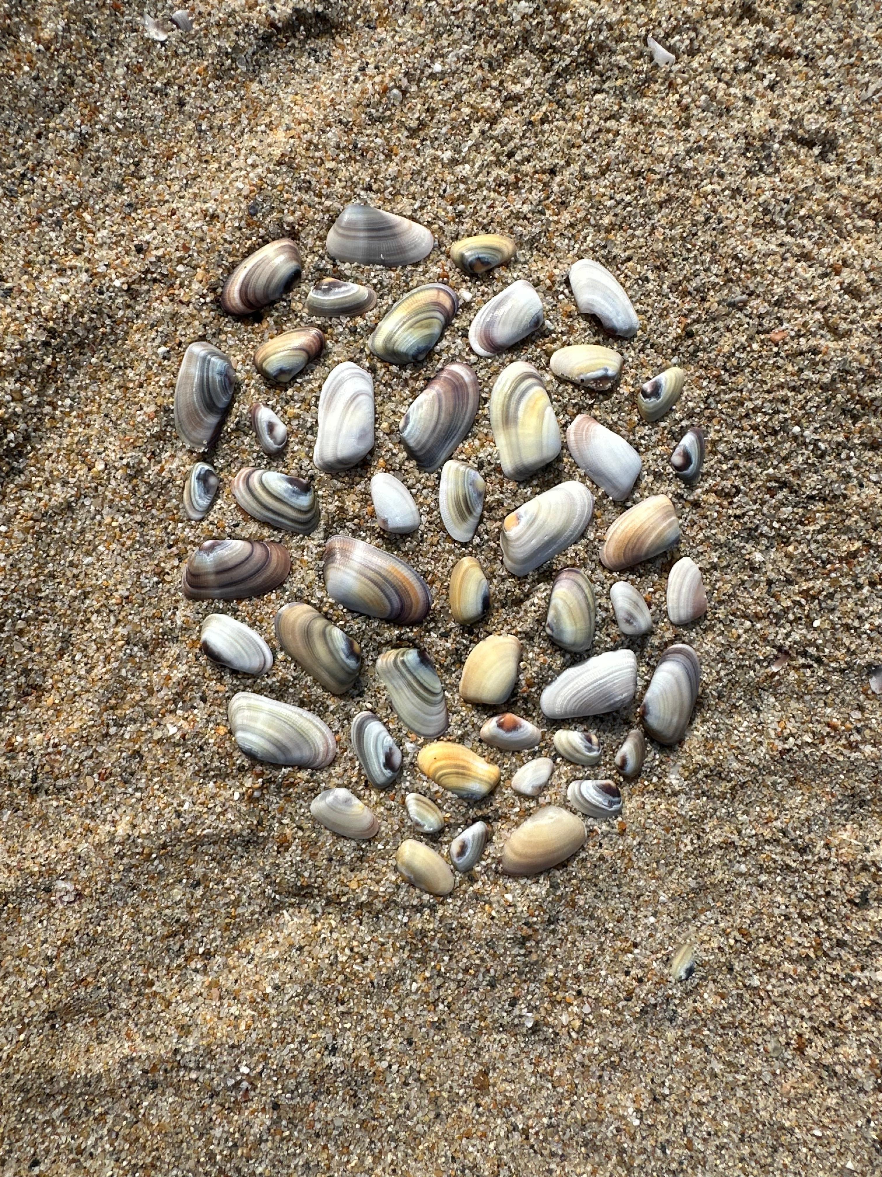 Shell collecting