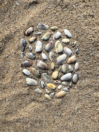Shell collecting
