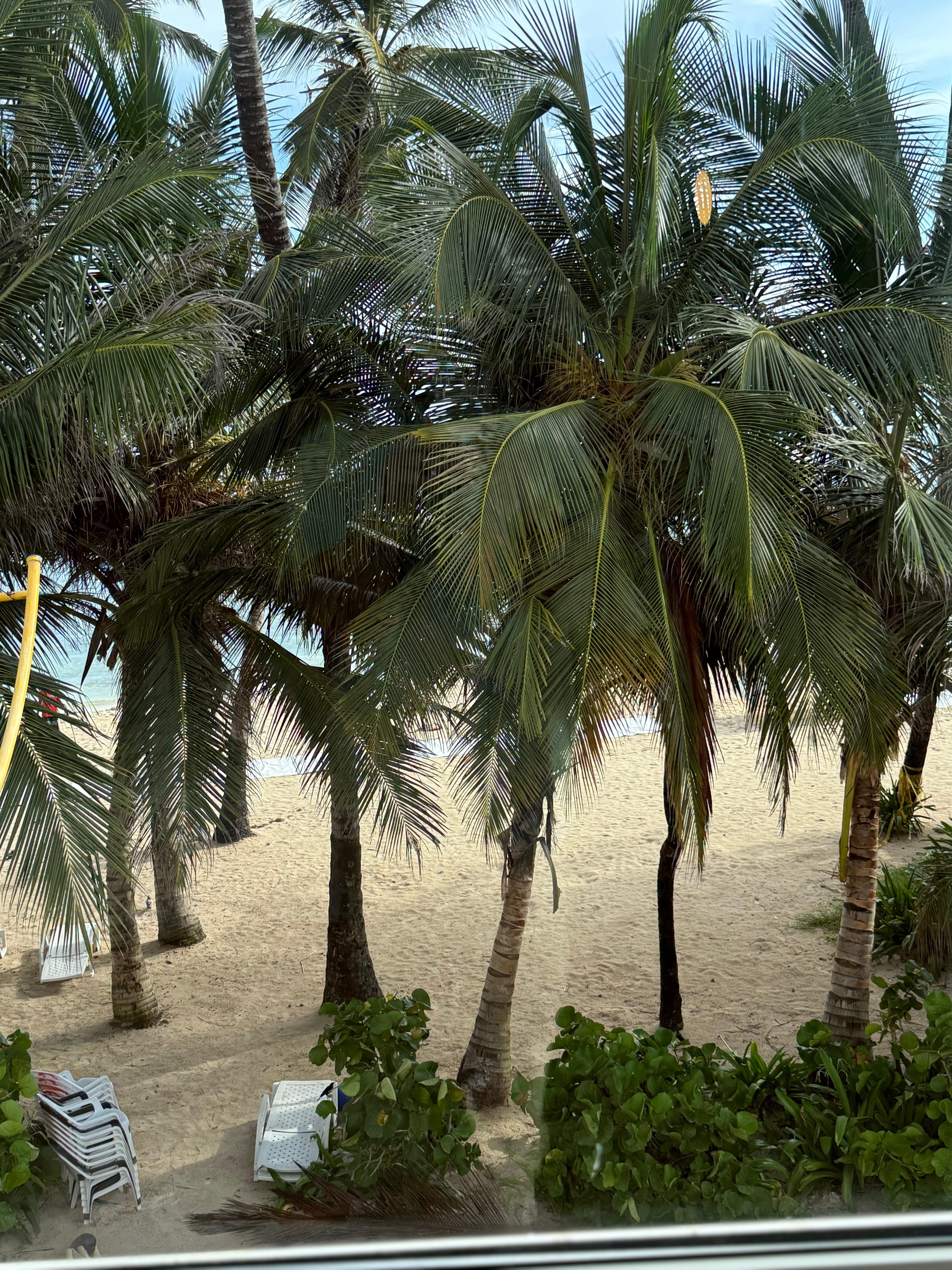 ocean view room- but it rally is a palm tree view