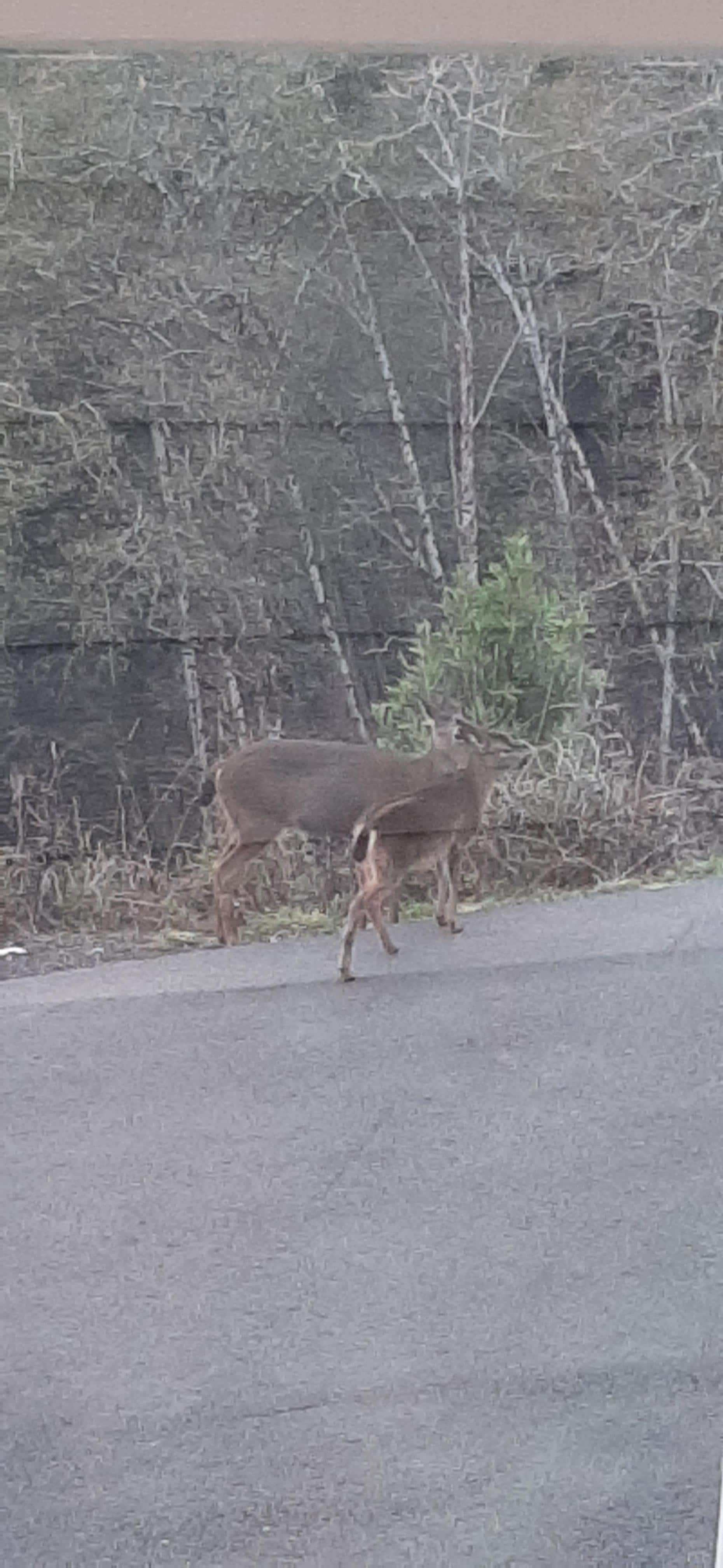 Local wildlife visit during morning coffee 