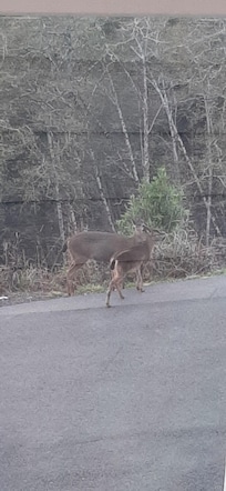 Local wildlife visit during morning coffee