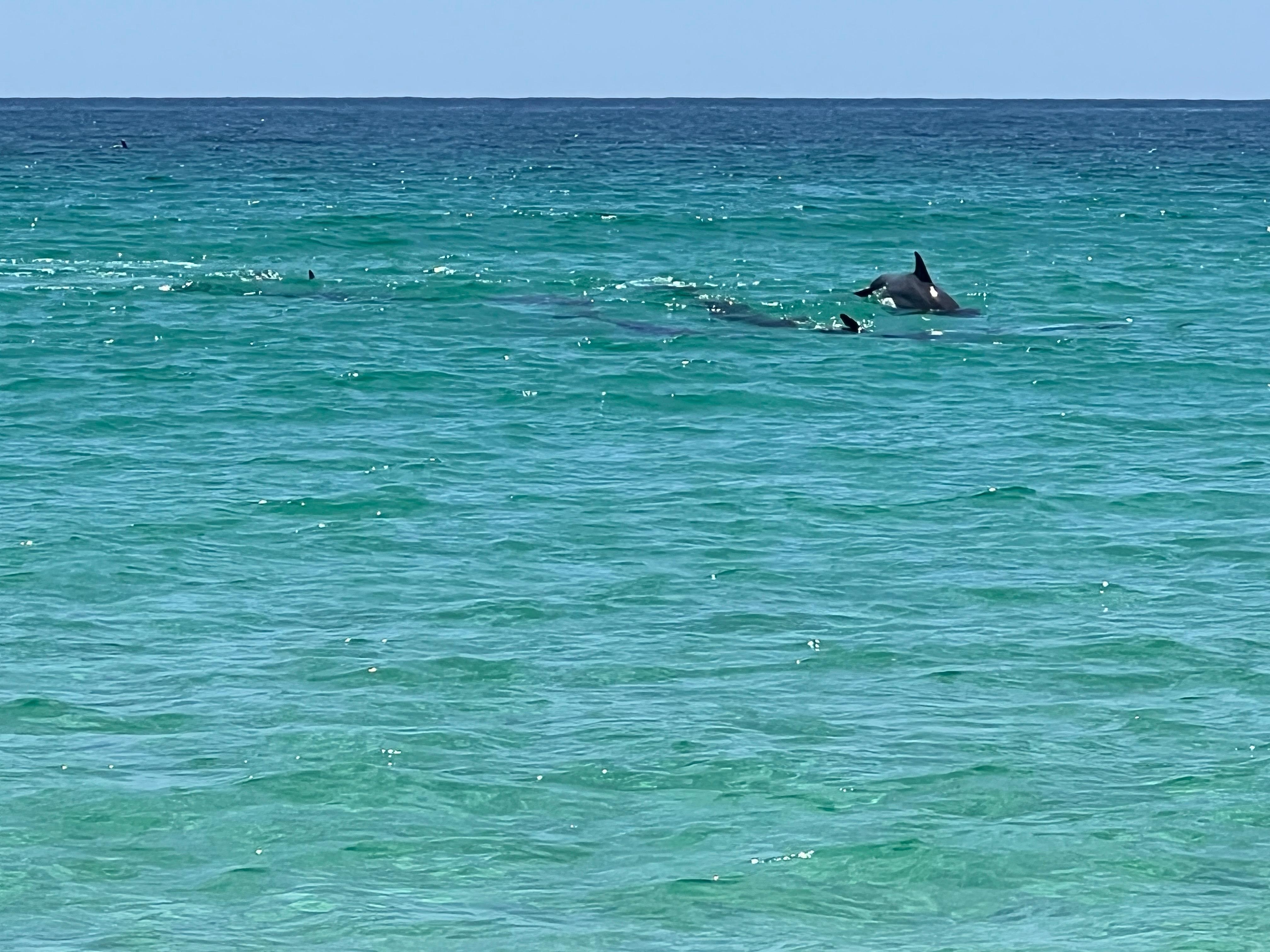 Dolphins Playing just off the beach.