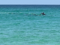 Dolphins Playing just off the beach.
