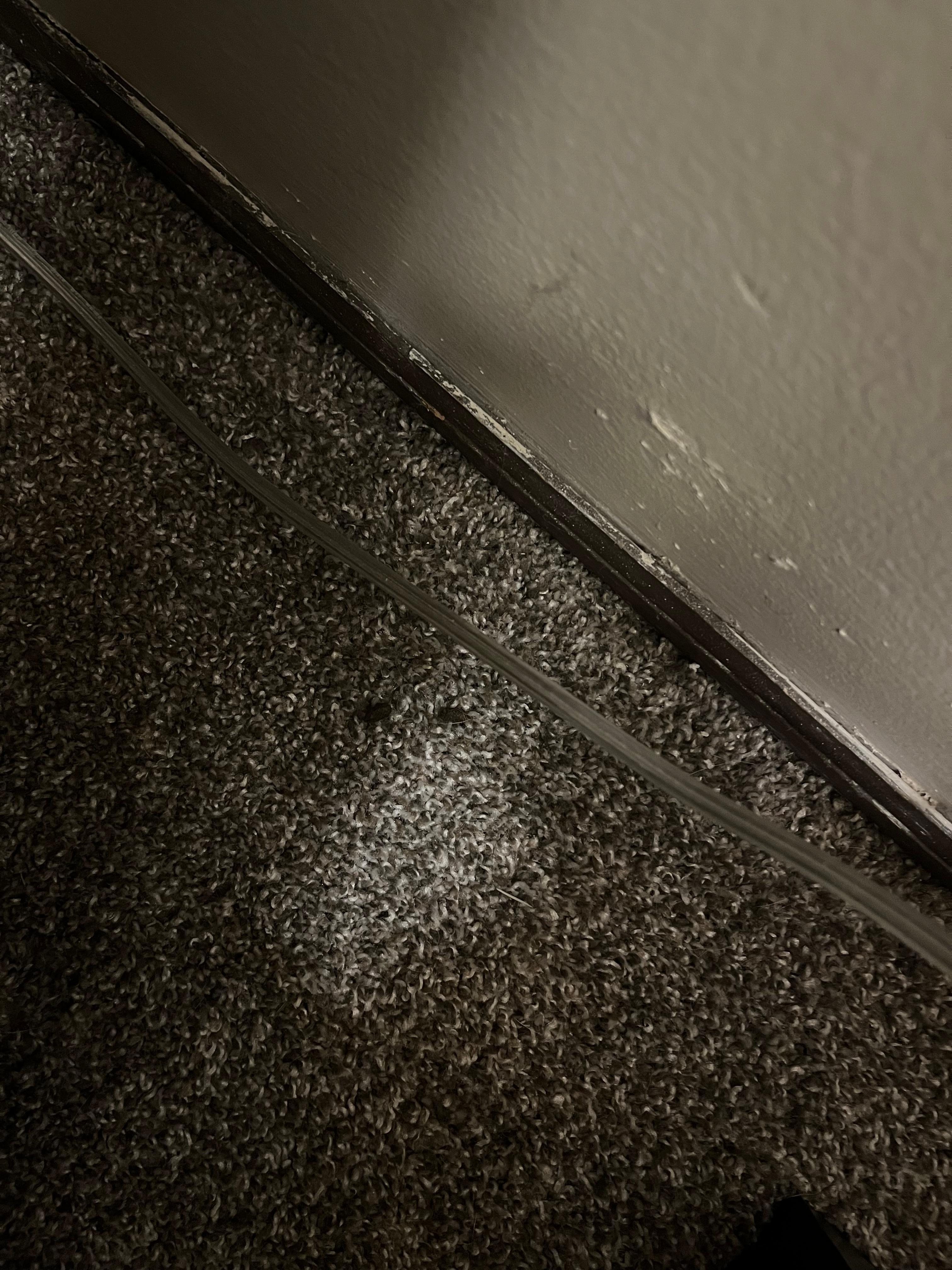 Rat waste on the floor