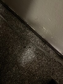 Rat waste on the floor