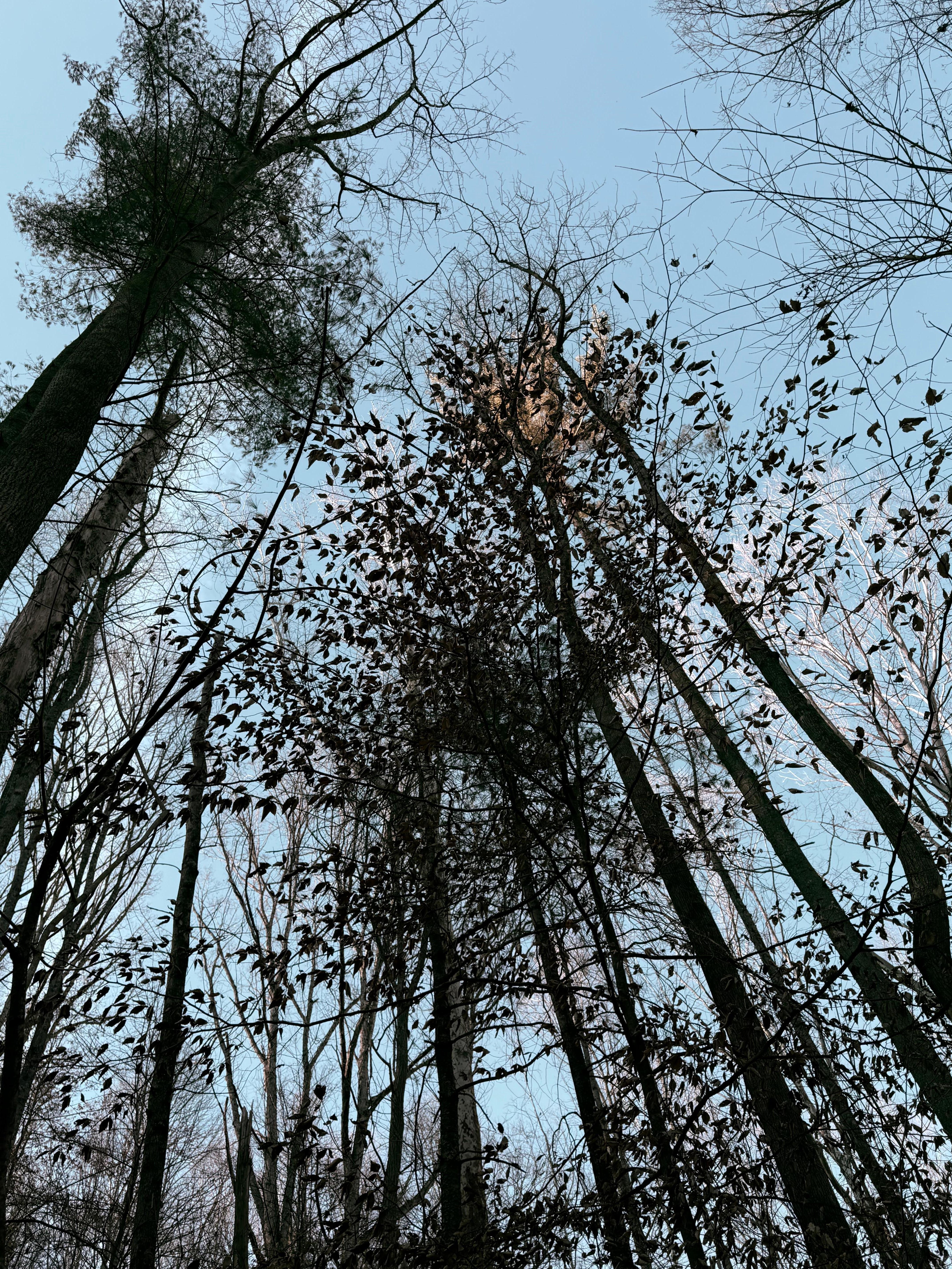 The trees in the woods behind the house it was so beautiful and peaceful 