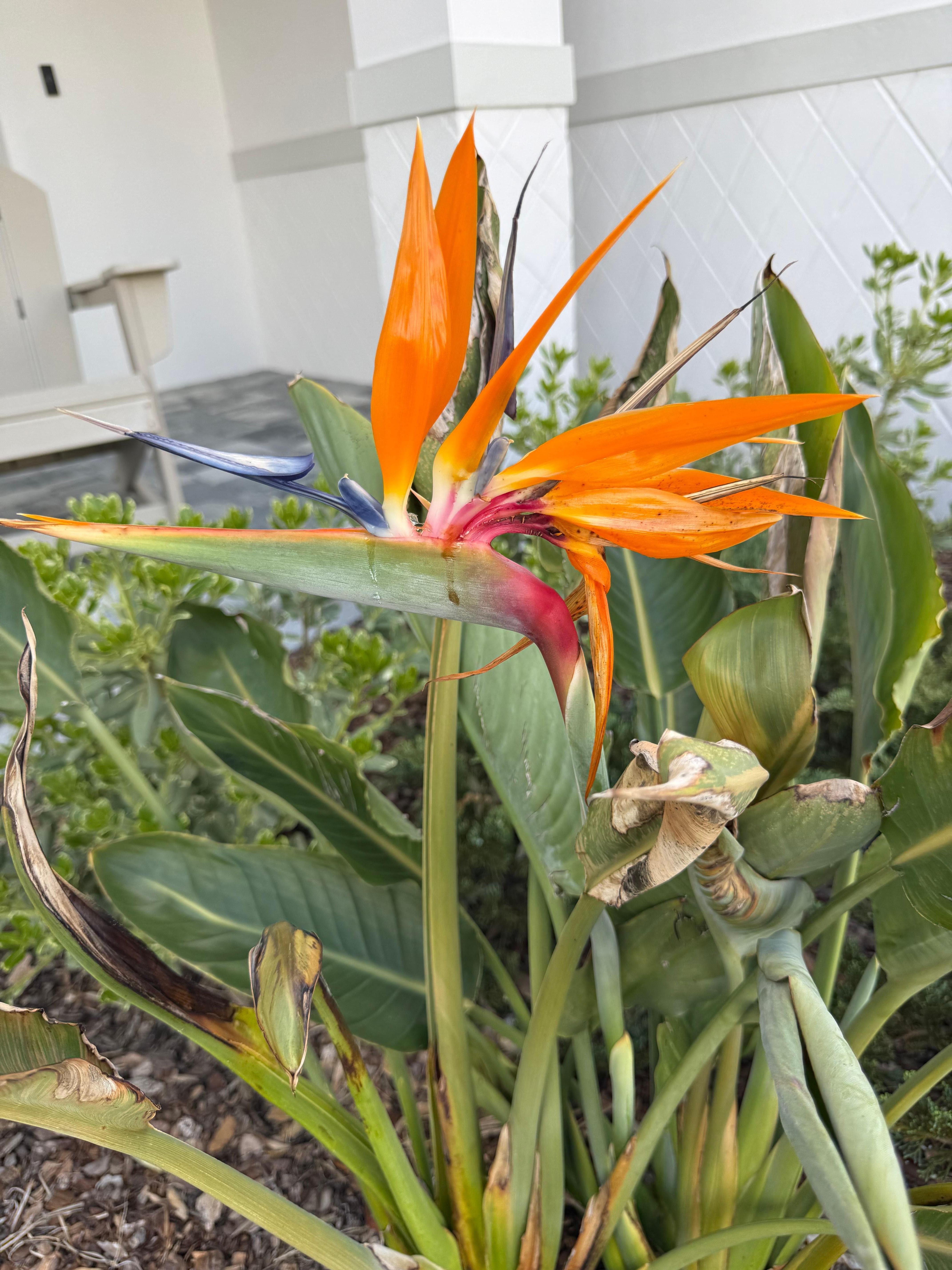 Bird of Paradise as you walk in…