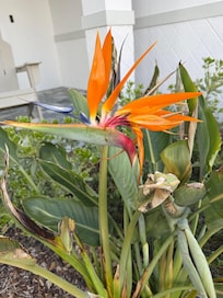 Bird of Paradise as you walk in…