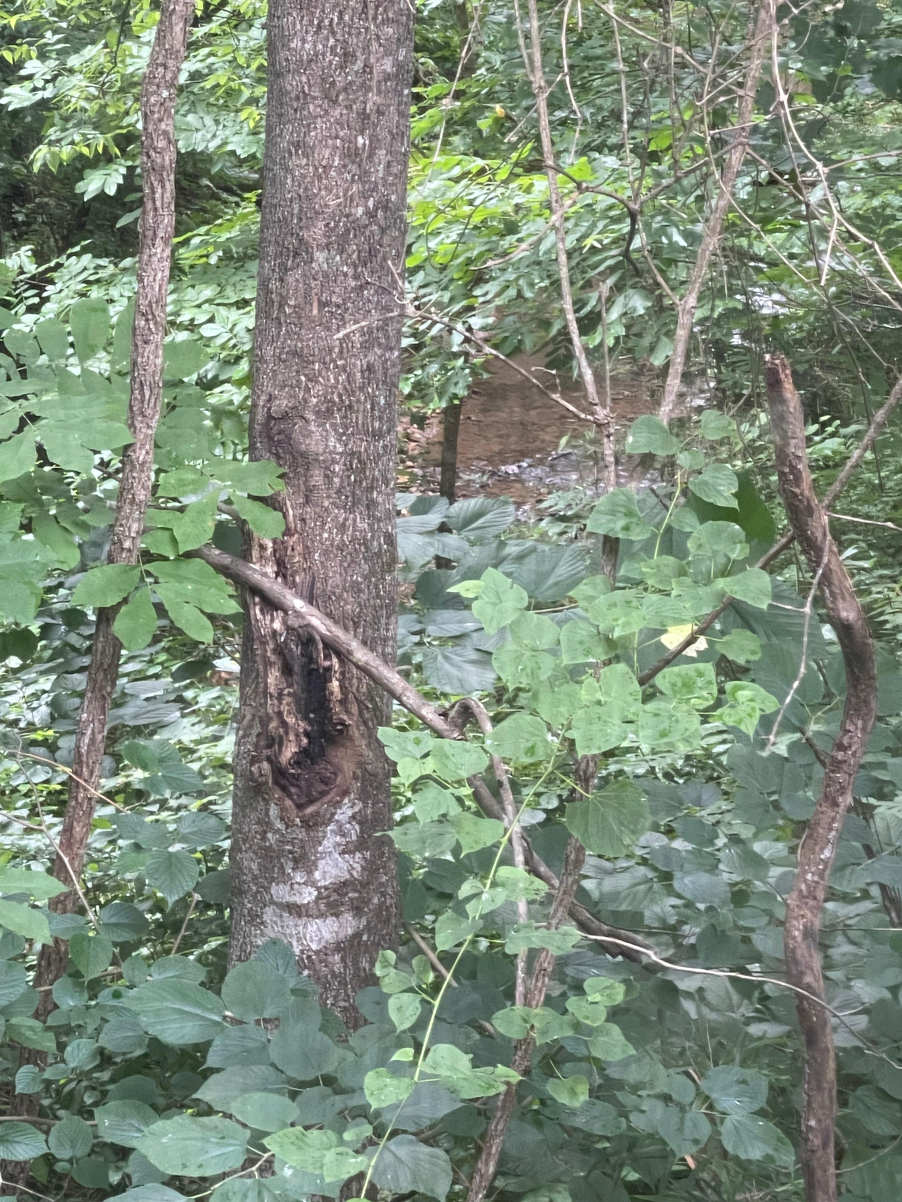 Woods off the back deck.