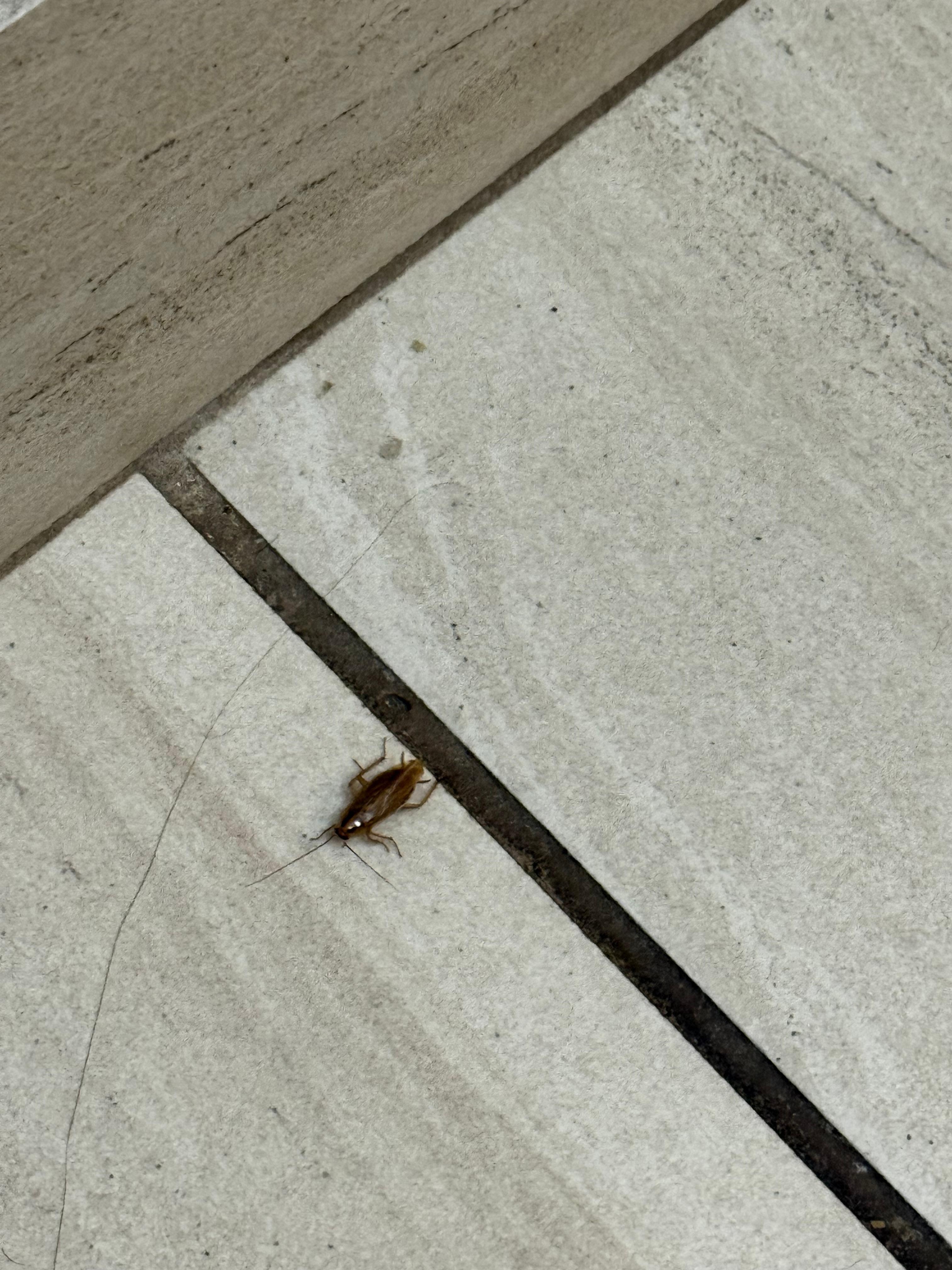 Cockroach