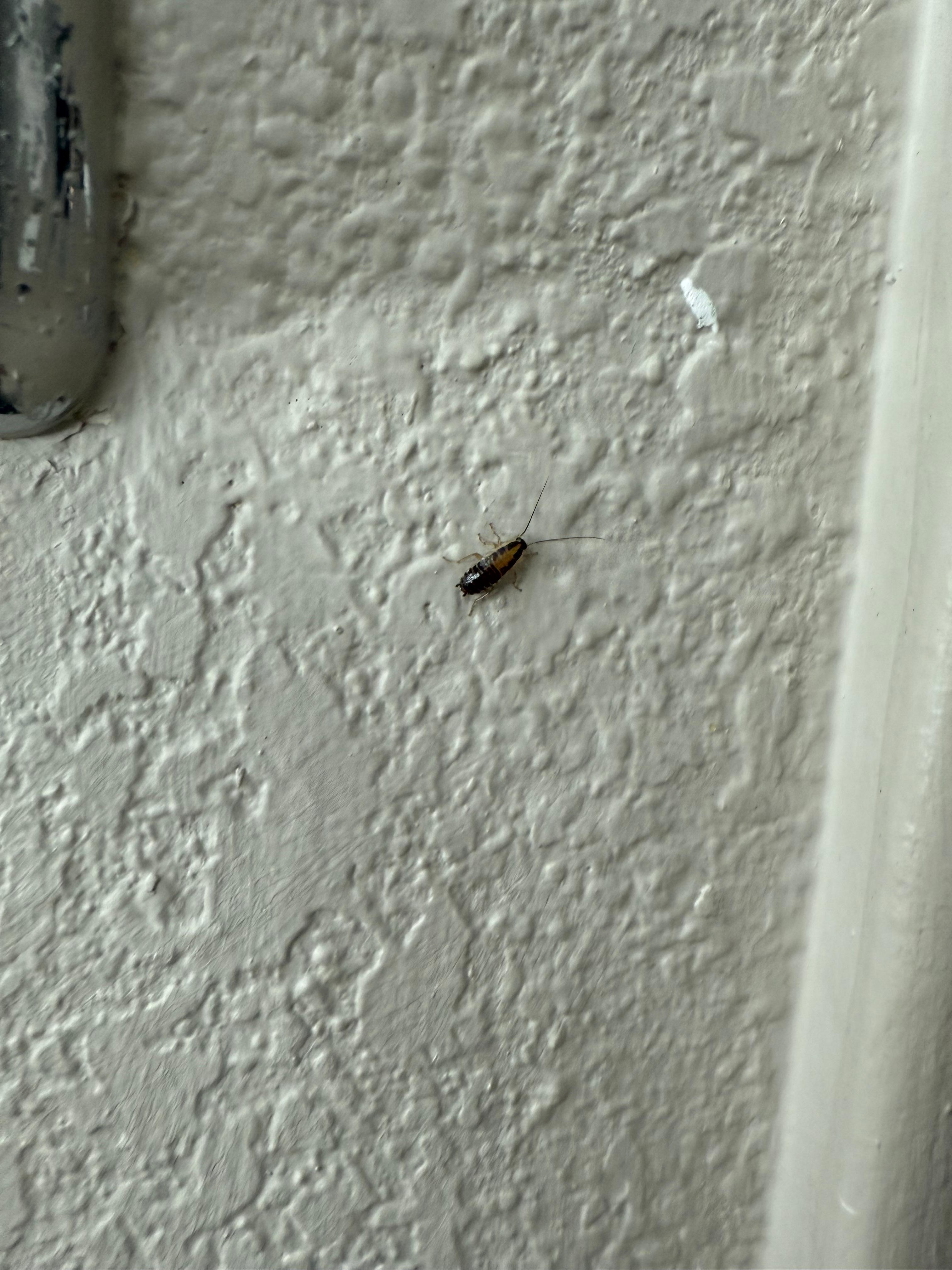 Cockroach on the wall