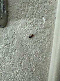 Cockroach on the wall
