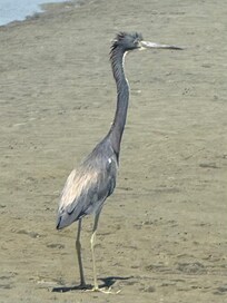 Heron on our beach at low tide