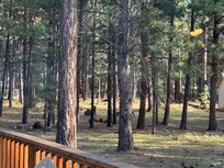 Trying to snap a pic of the deer walking through the back yard in the morning.