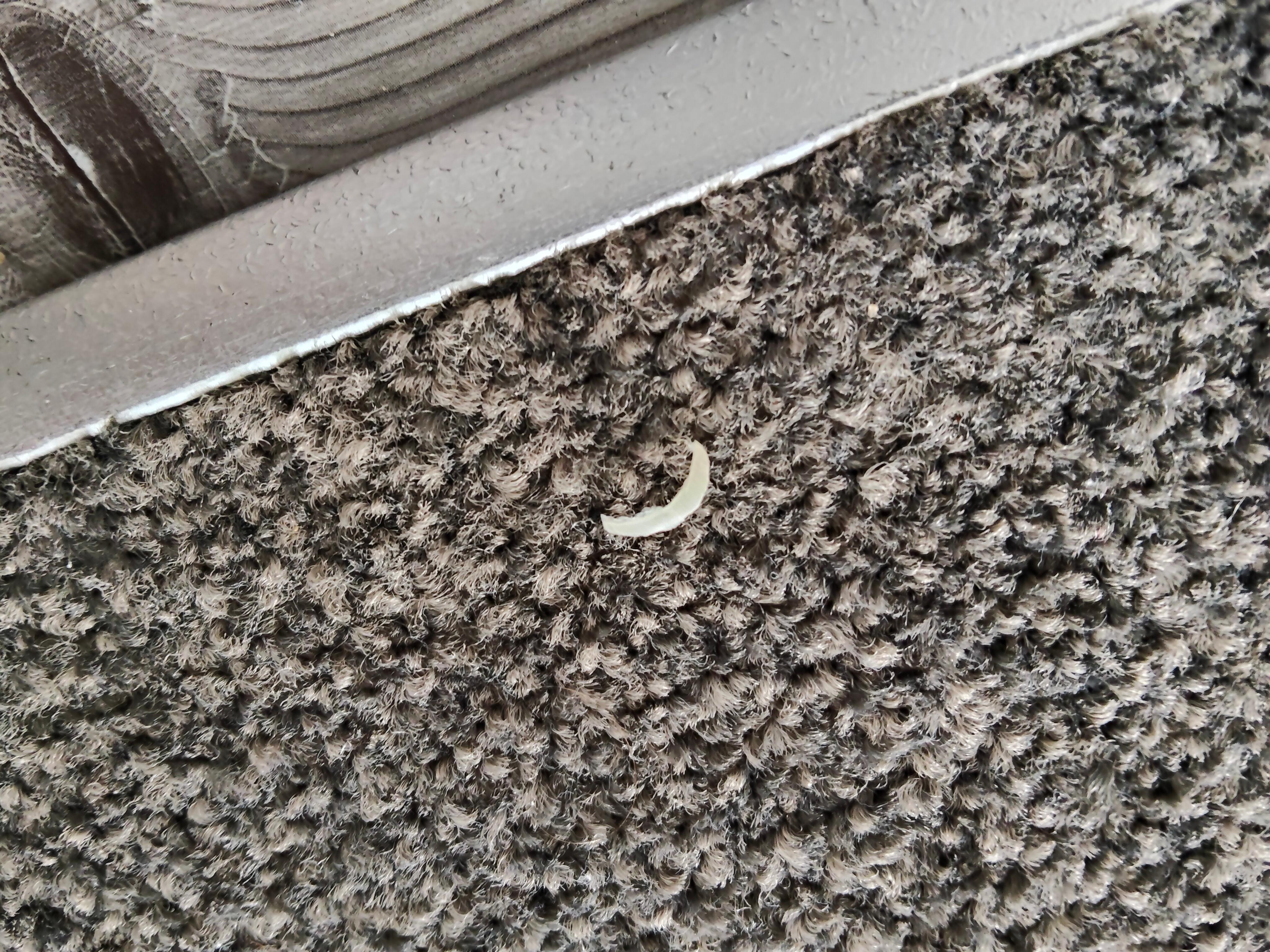 Large toe nail clip on carpet in full sight. 