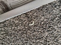 Large toe nail clip on carpet in full sight.