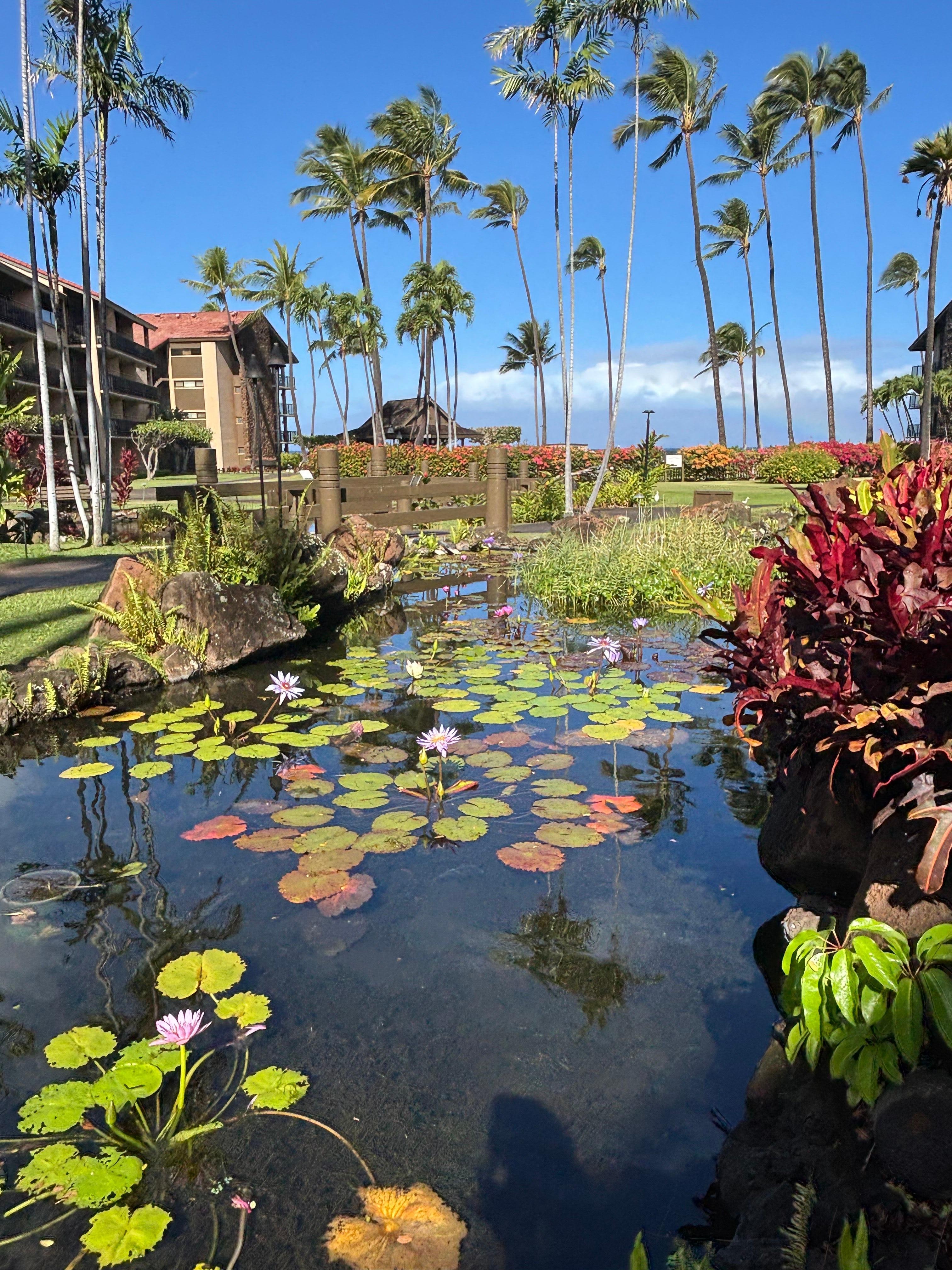 view from condo beautiful pond /waterfall & fish.