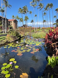 view from condo beautiful pond /waterfall & fish.