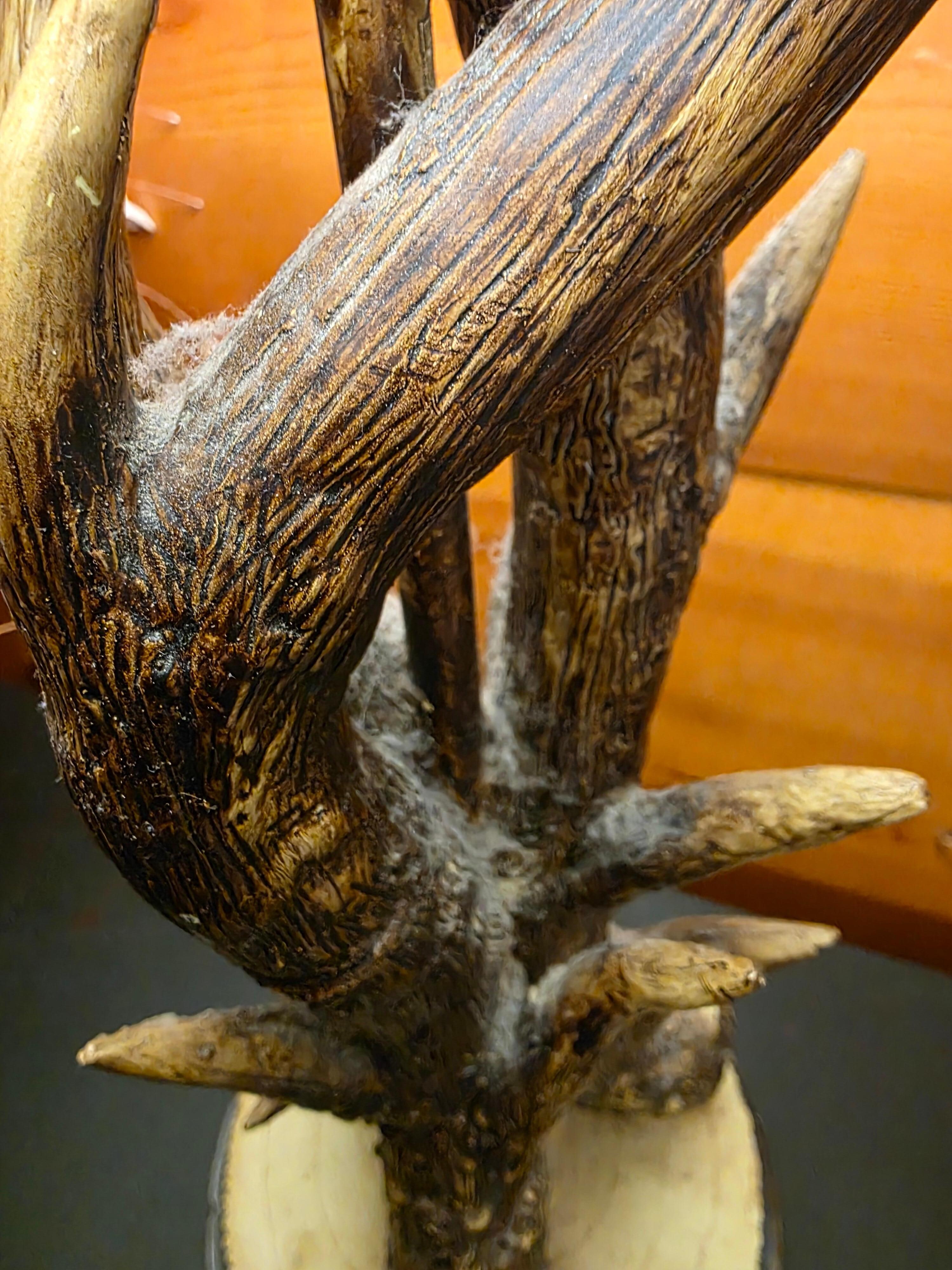 Dusty on lamp beside decor