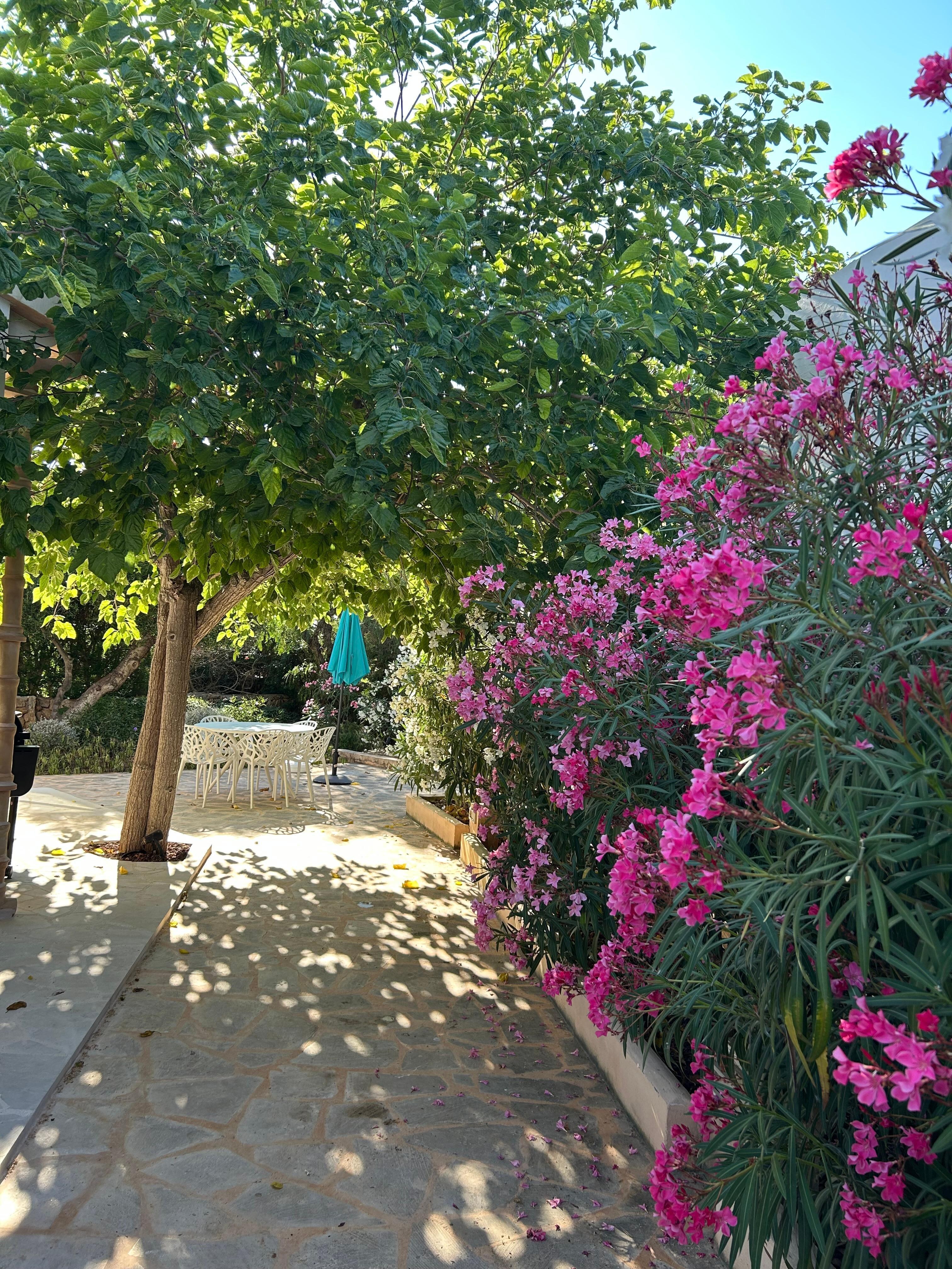 The garden