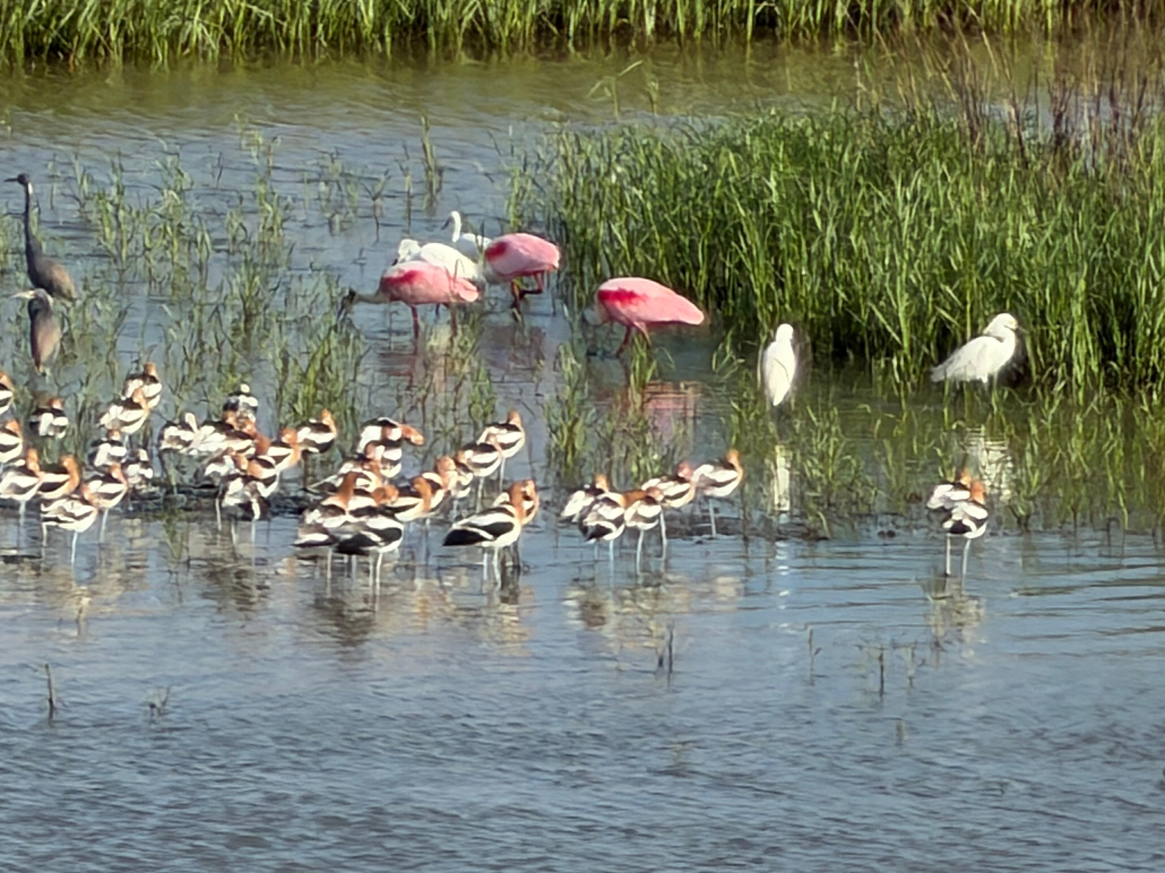 Spoonbill with avocet friends 