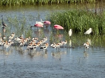 Spoonbill with avocet friends