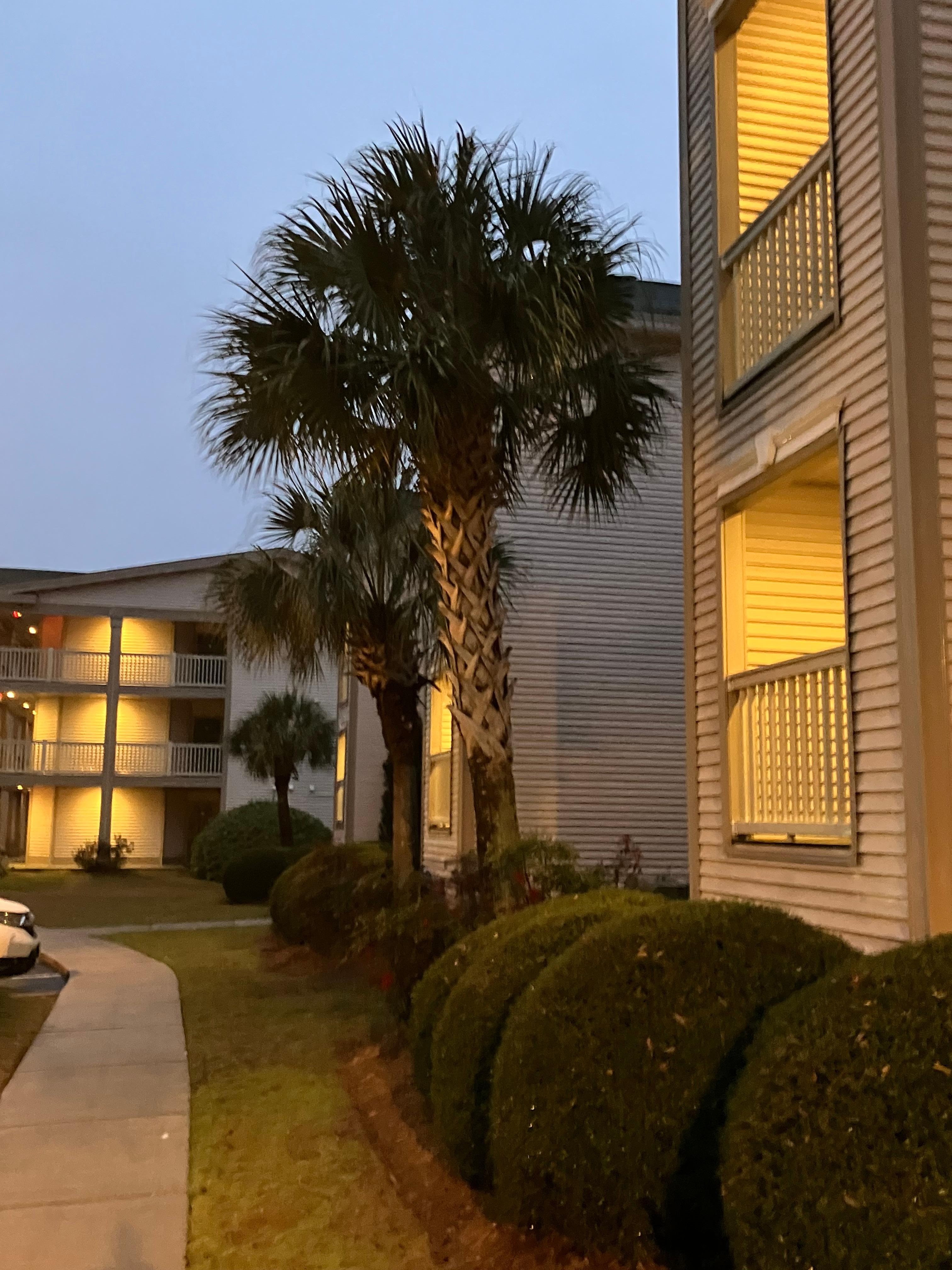 Out front of the condo.  I just love the palm trees.  So pretty.