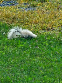 Daily visit from albino skunk