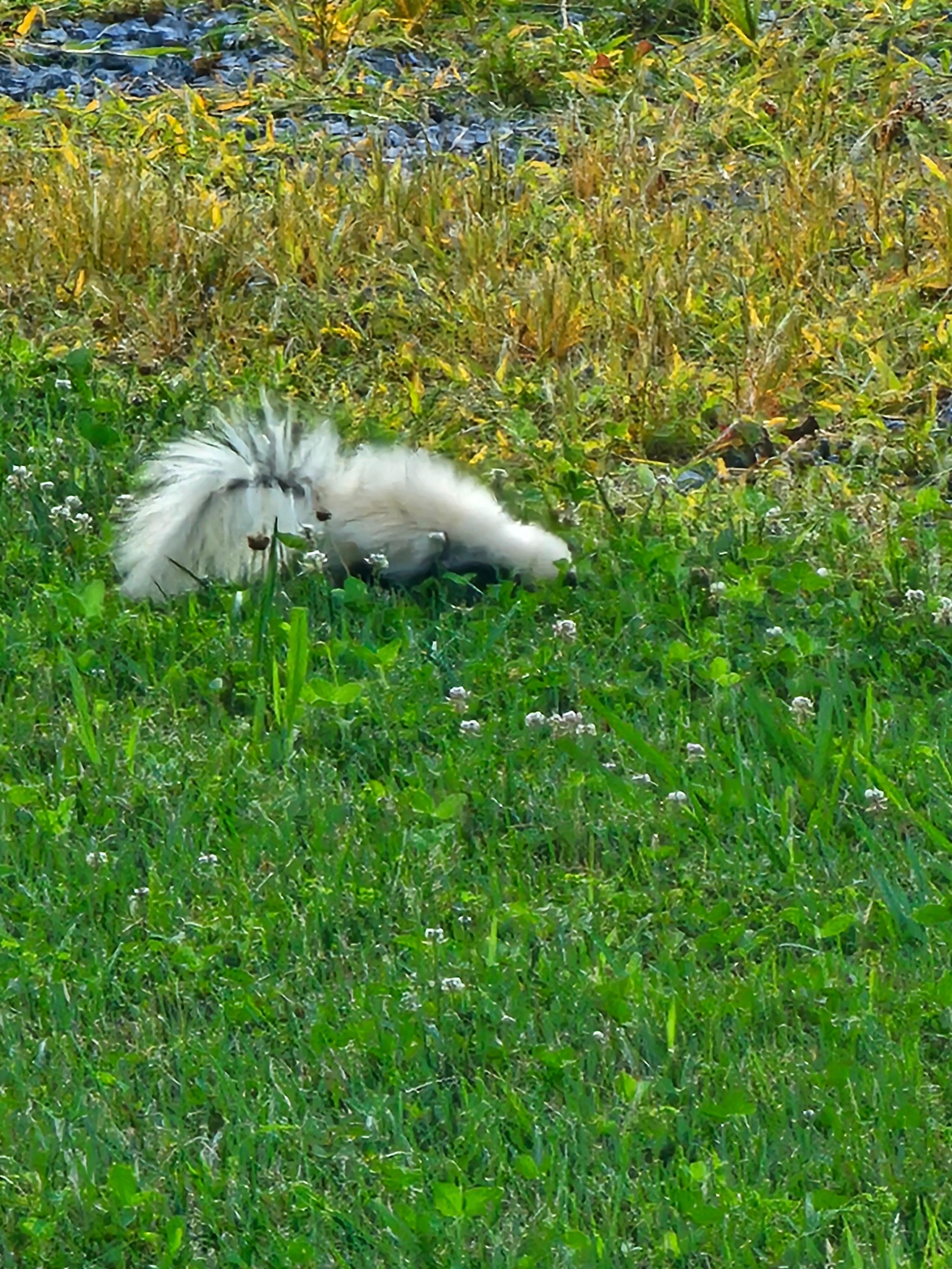 Daily visit from albino skunk