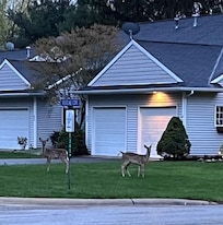 Deer across the street