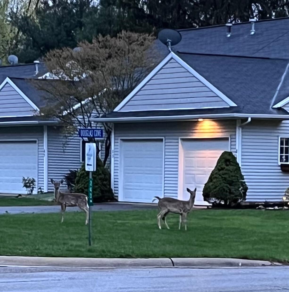 Deer across the street