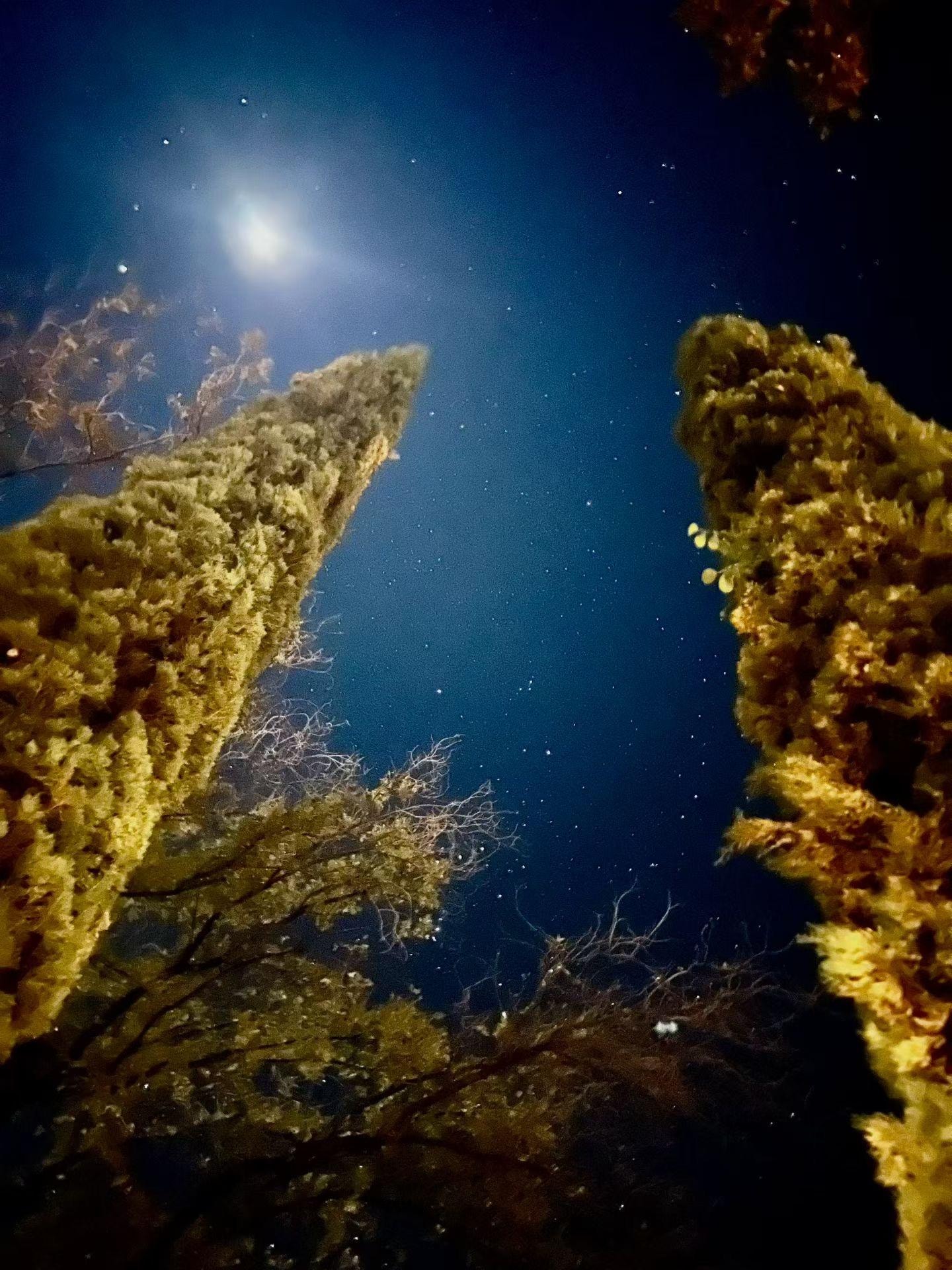 Beautiful starry sky from the garden 😄