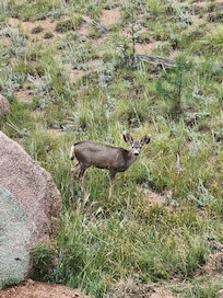 Mule deer from the deck of the cabin.