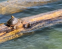 Turtle