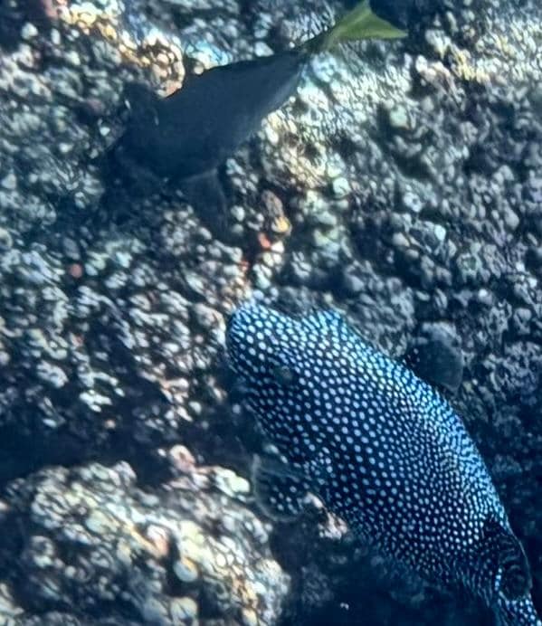 Snorkeling at Playa Entrega. 