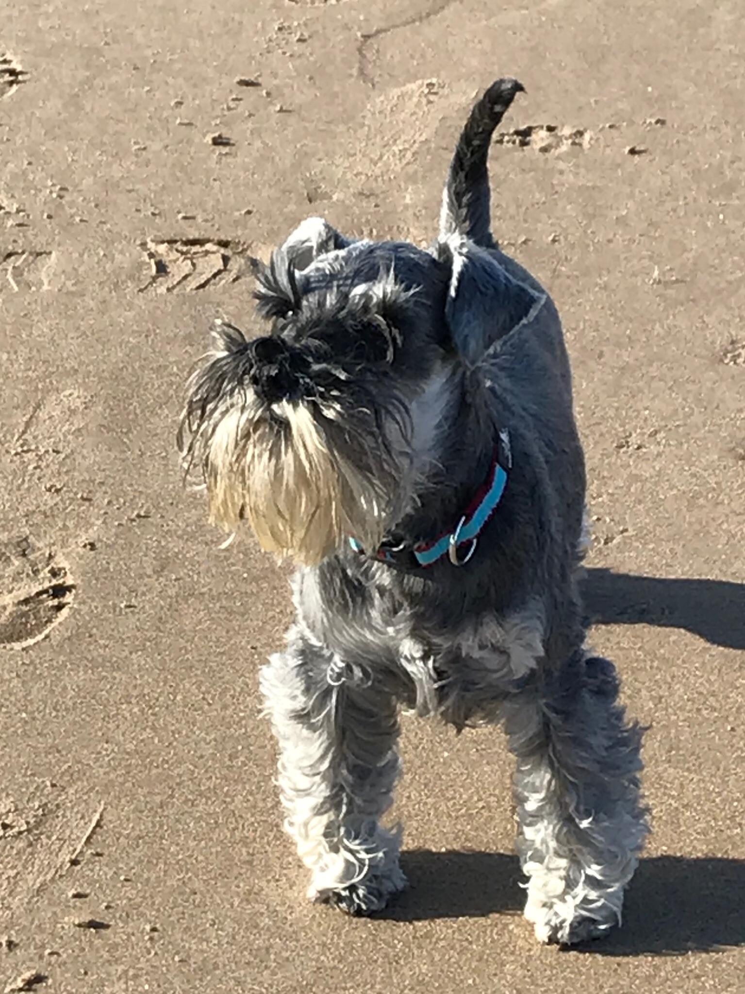 Timmy loving the beautiful beach at Seahouses 