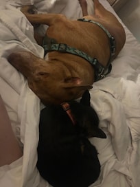 Dogs loved the comfy beds.