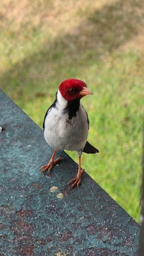 Friendly neighbor bird