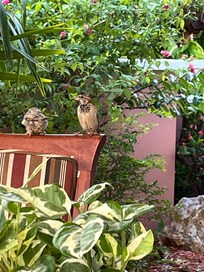 So many colourful birds at breakfast