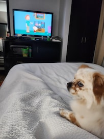 TV with my dog to show the full size bed.