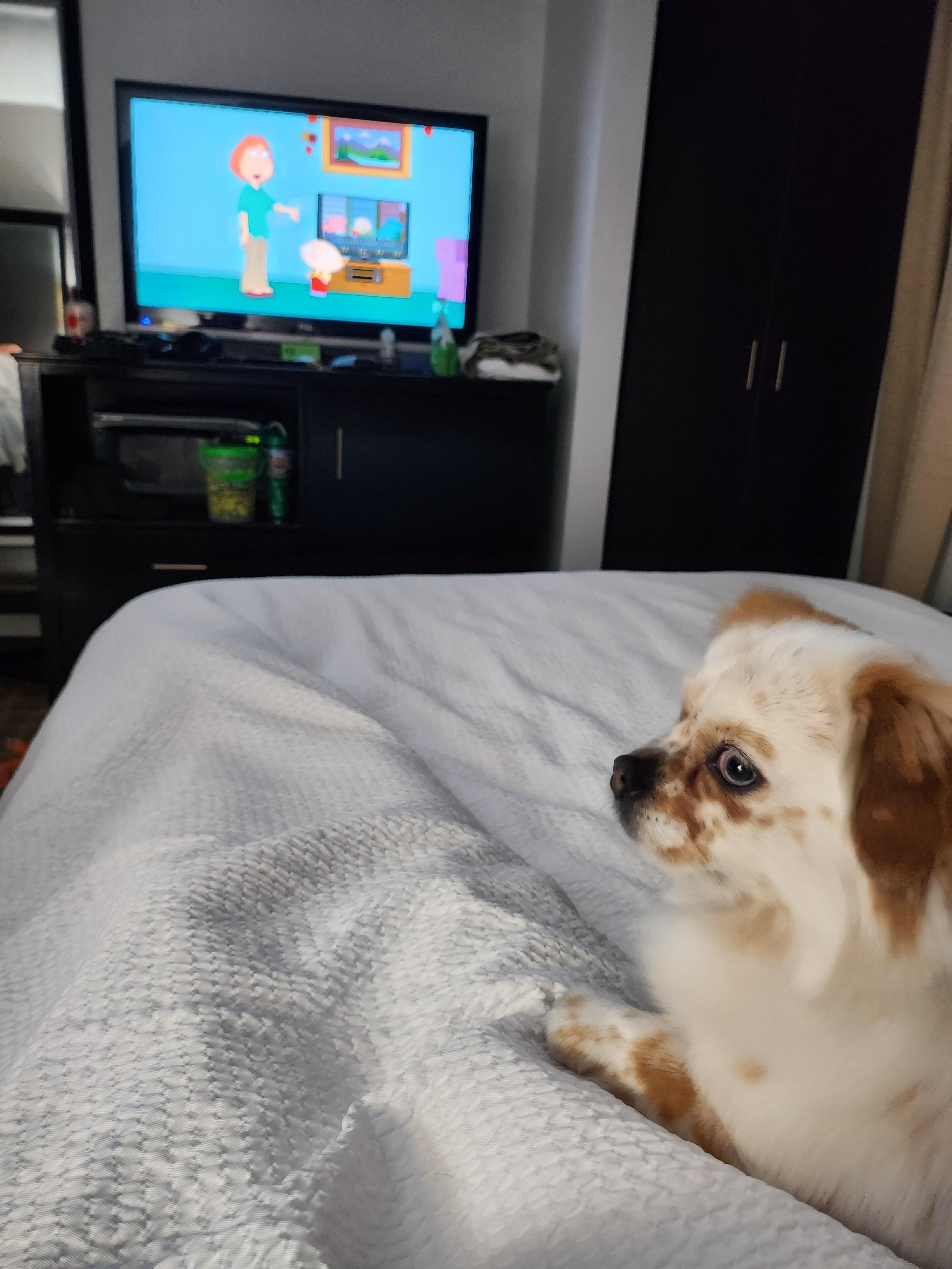 TV with my dog to show the full size bed.