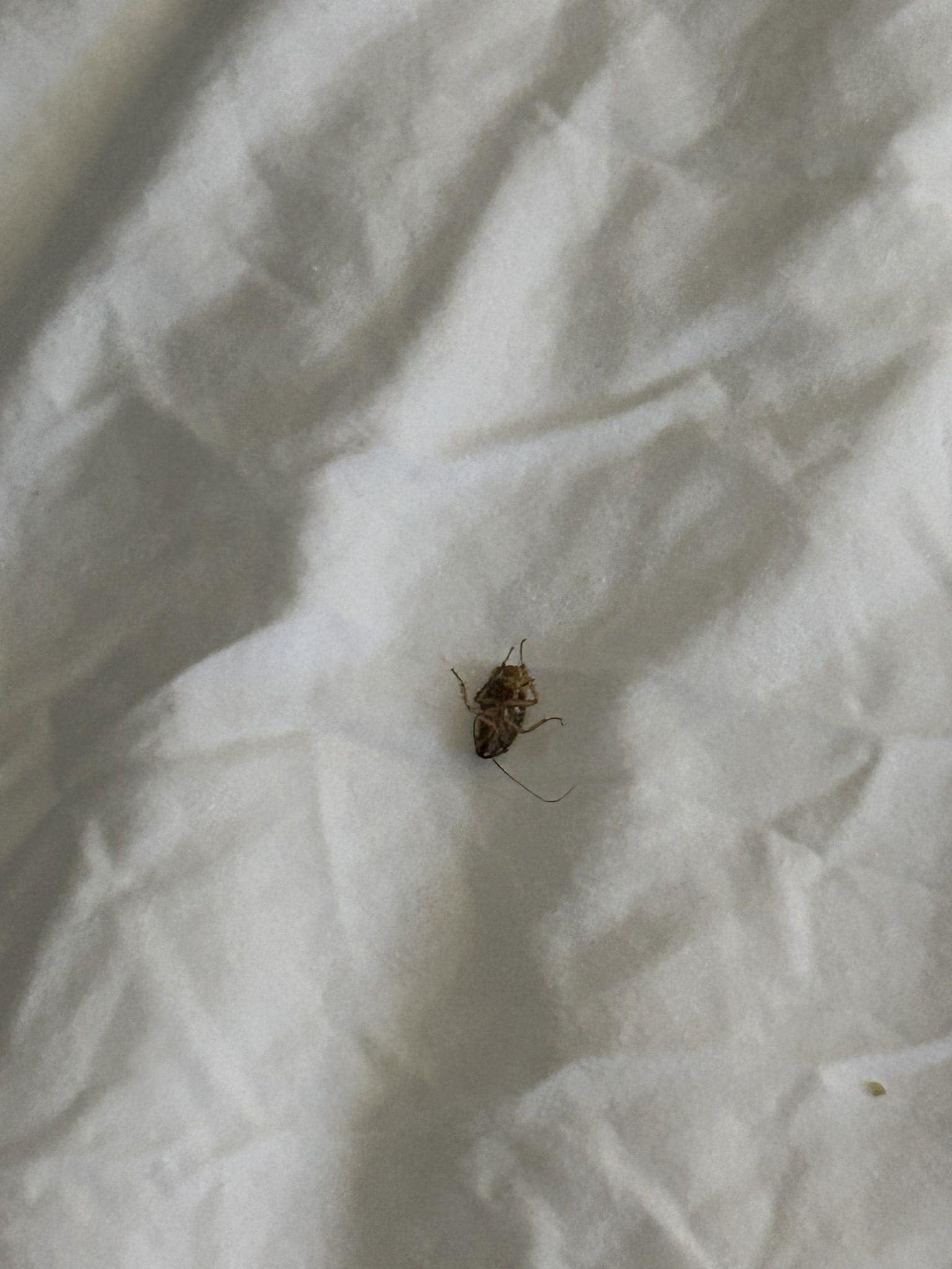 Roach on bed under pillow