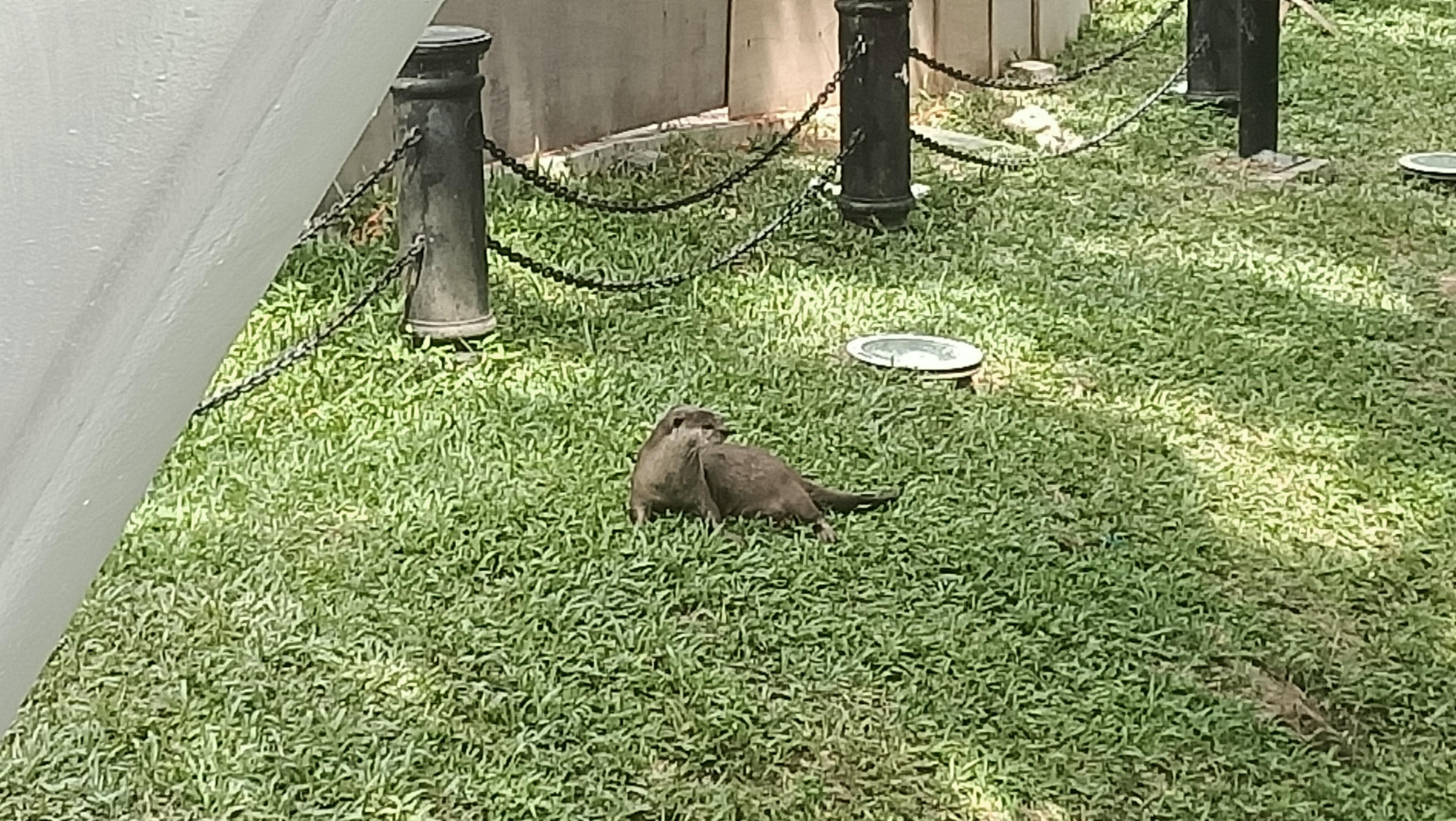 A family of otters were active in the river a few steps from the hotel.