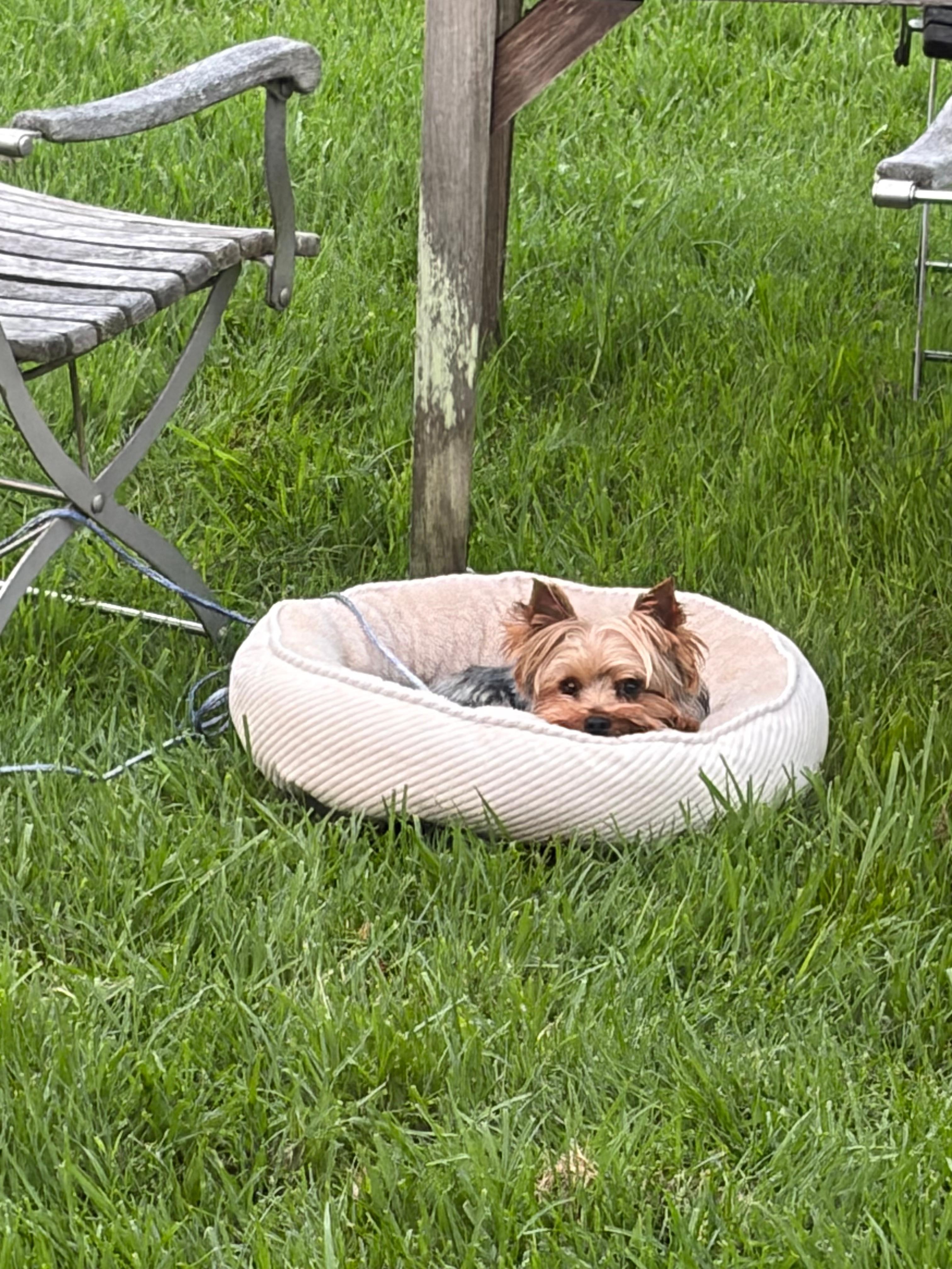 Banjos boat in a sea of grass 🌊🐶🐾