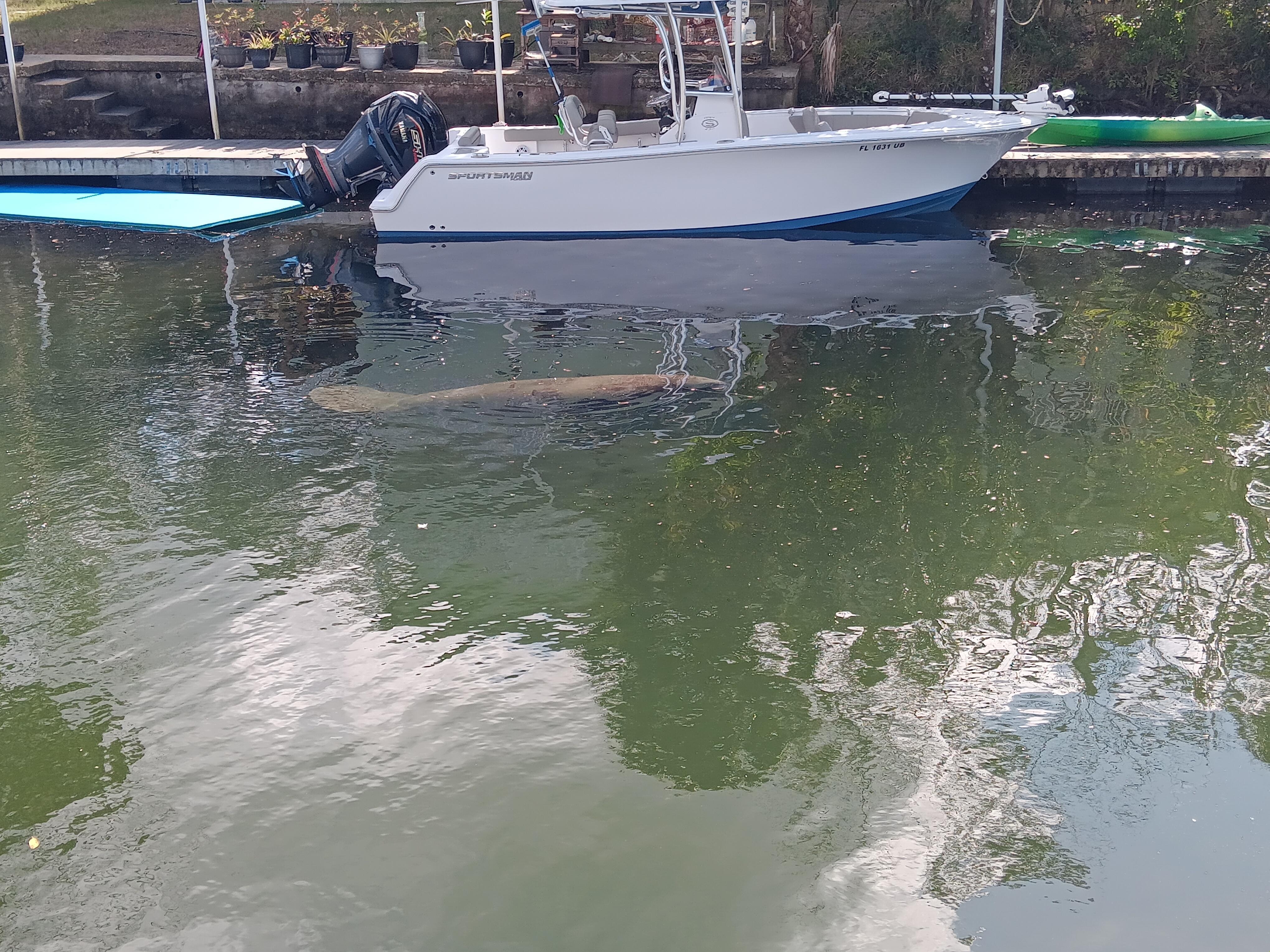 Manatee swimming in the canal.