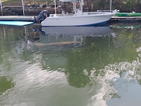 Manatee swimming in the canal.