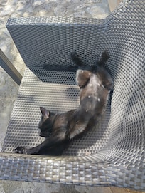 unsere "Hauskatze"